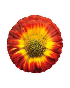 PALLONCINO ROSSO SUNFLOWER PZ.1