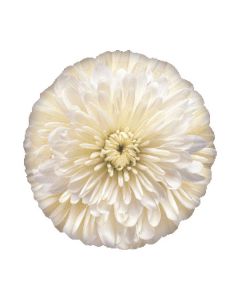 PALLONCINO FIORE BIANCO FOTOGRAFICO PZ.1